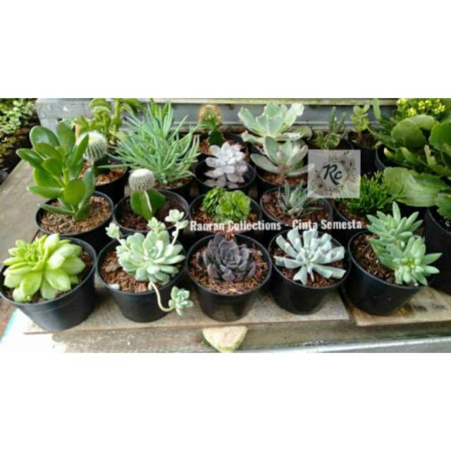 Bibit Tanaman Hias Succulent Cactus Sukulen Aneka