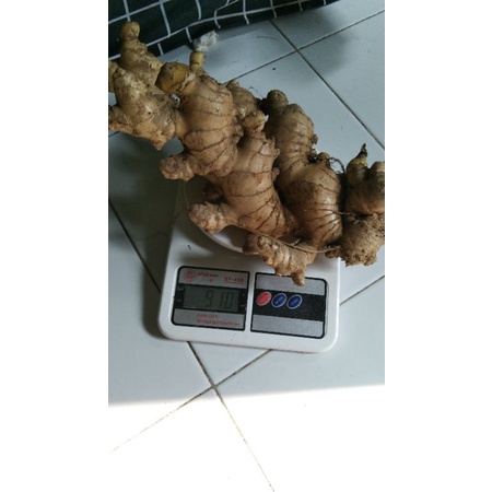 

jahe segar/jahe bibit