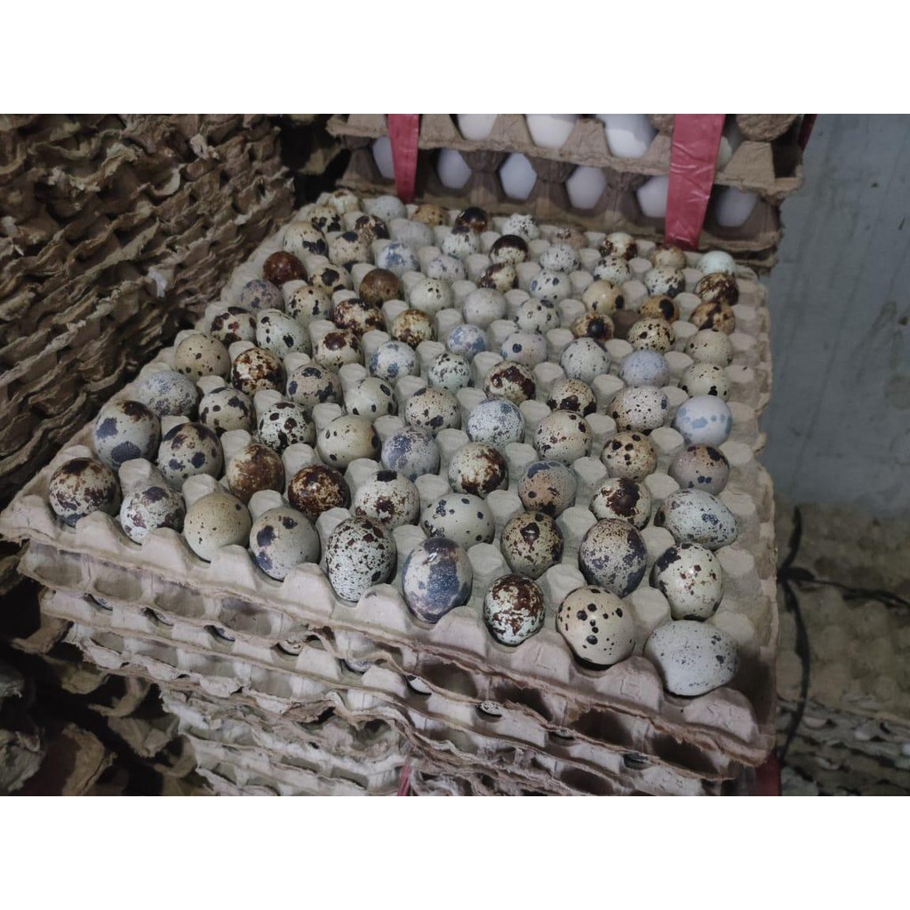 

telur puyuh harga satuan