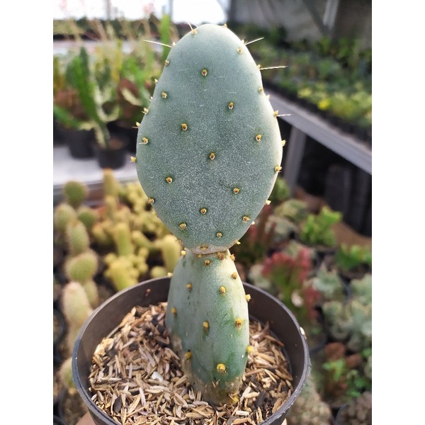 Kaktus - Opuntia Robusta - Opuntia Biru