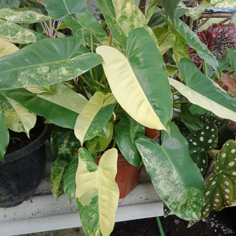 BURLEMAX VARIGATA/AROID/PHILODENDRON
