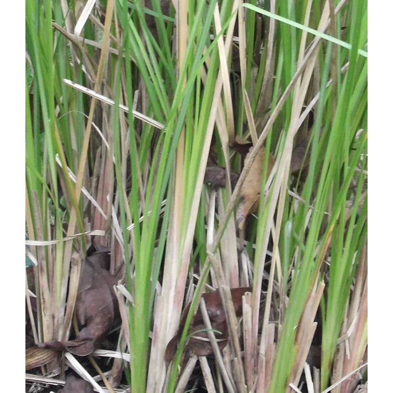 Bibit Tanaman Obat Akar Wangi