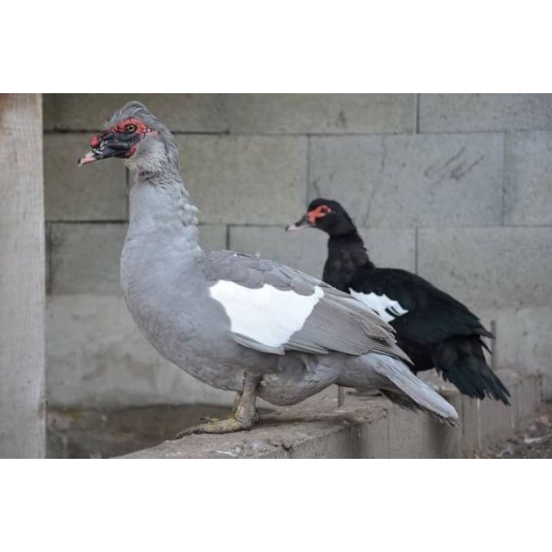 

TELUR MENTOK HIAS LAVENDER POSTUR BESAR UNTUK DI TETASKAN