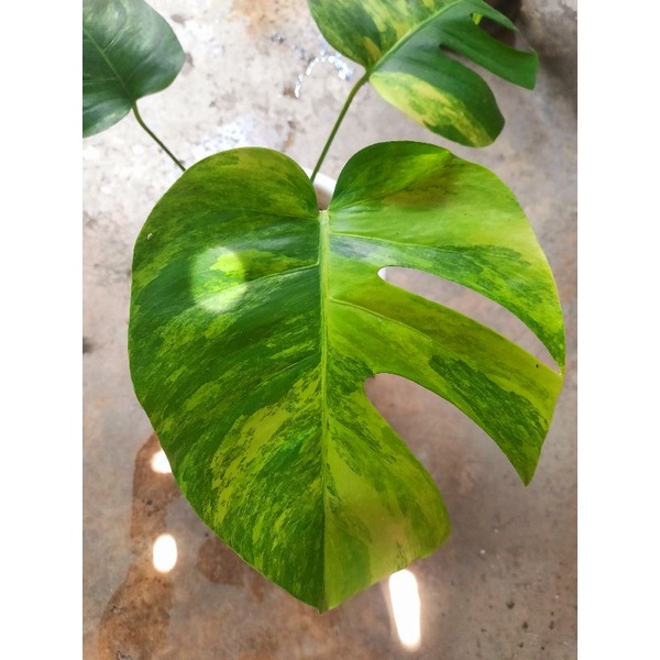 Monstera Varigata Marmorata