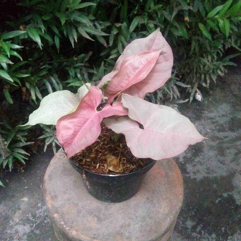 Harga singonium pink robusta Terbaru Okt 2024 |BigGo Indonesia