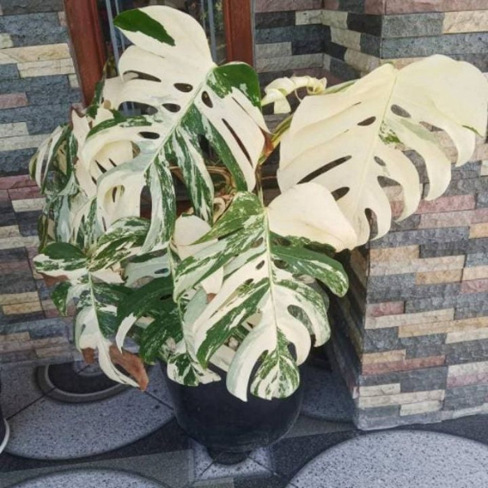 Tanaman Hias Monstera VARIGATA//Monstera Varigata