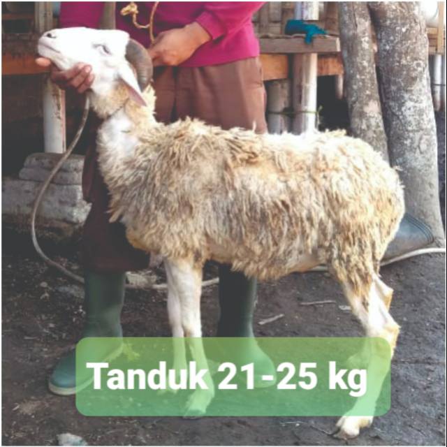 Harga Kambing Jual Jual Kambing Kurban Sidoarjo Kab Sidoarjo Kaos