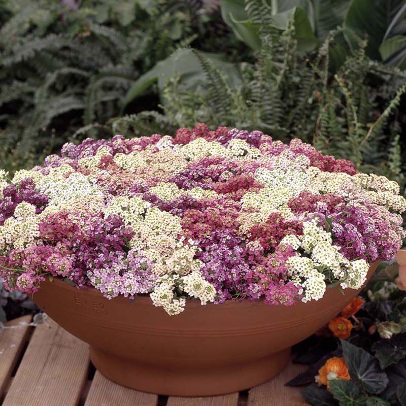 Benih Bibit Biji - Bunga Alyssum Wonderland Mix Flower Seeds - IMPORT