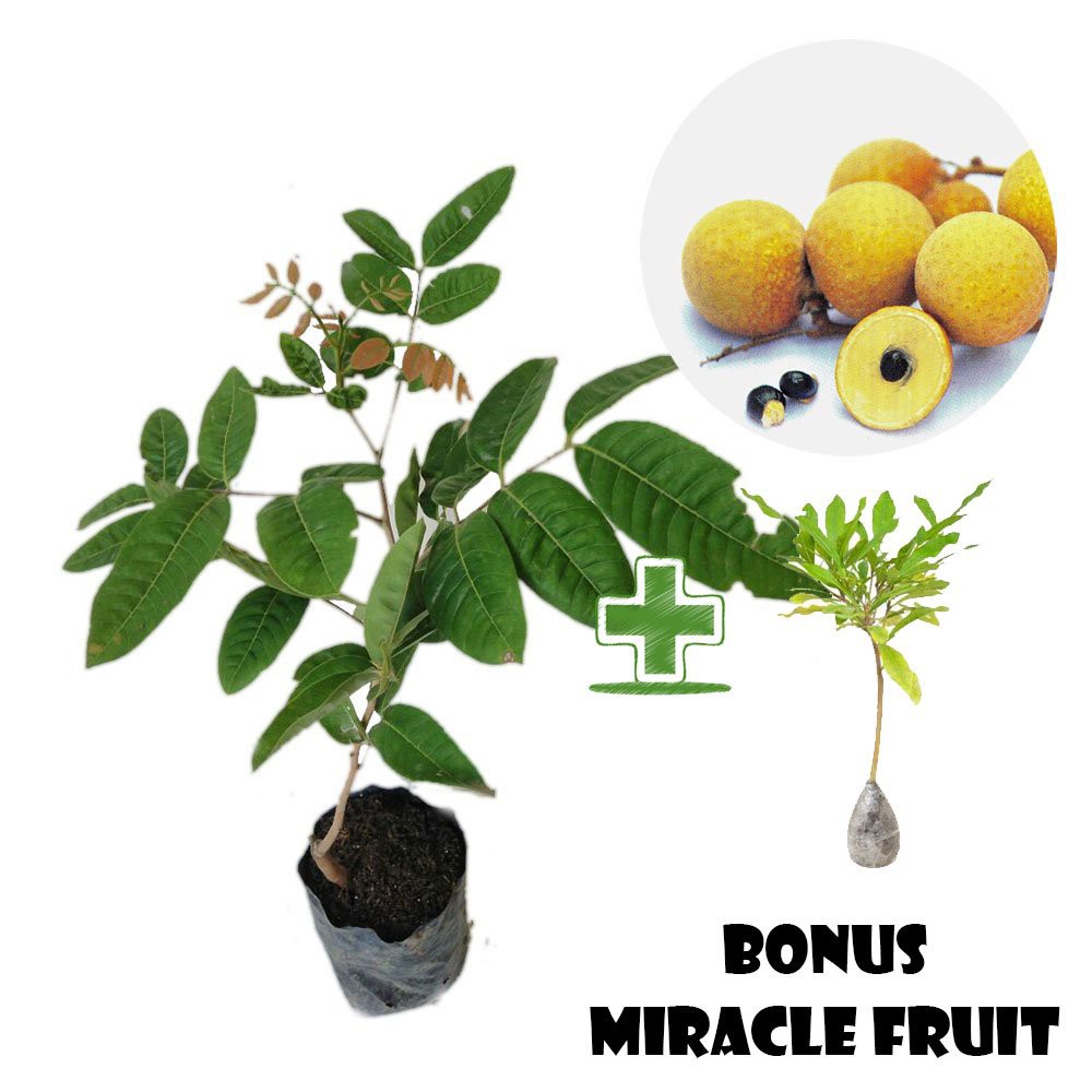 Bibit Kelengkeng Diamond BONUS Miracle Fruit