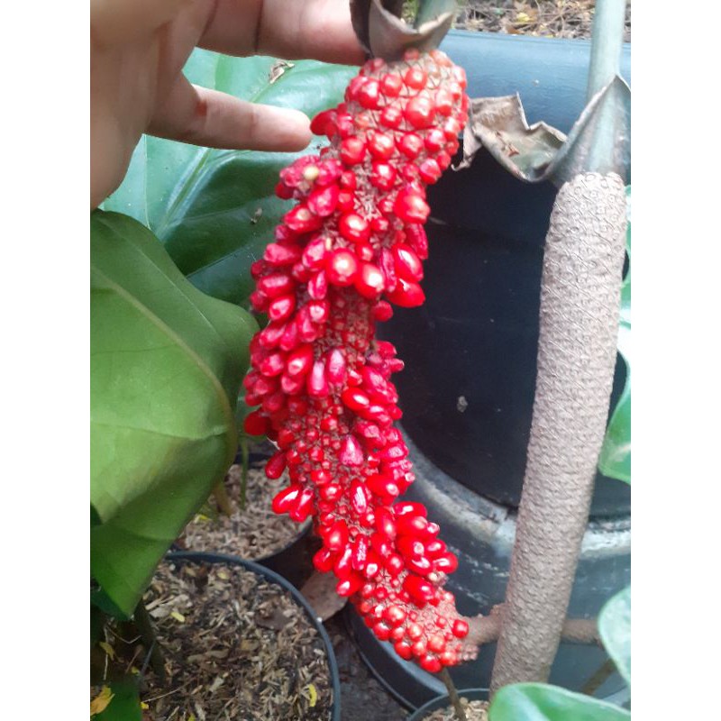 Biji Anthurium Hokeri