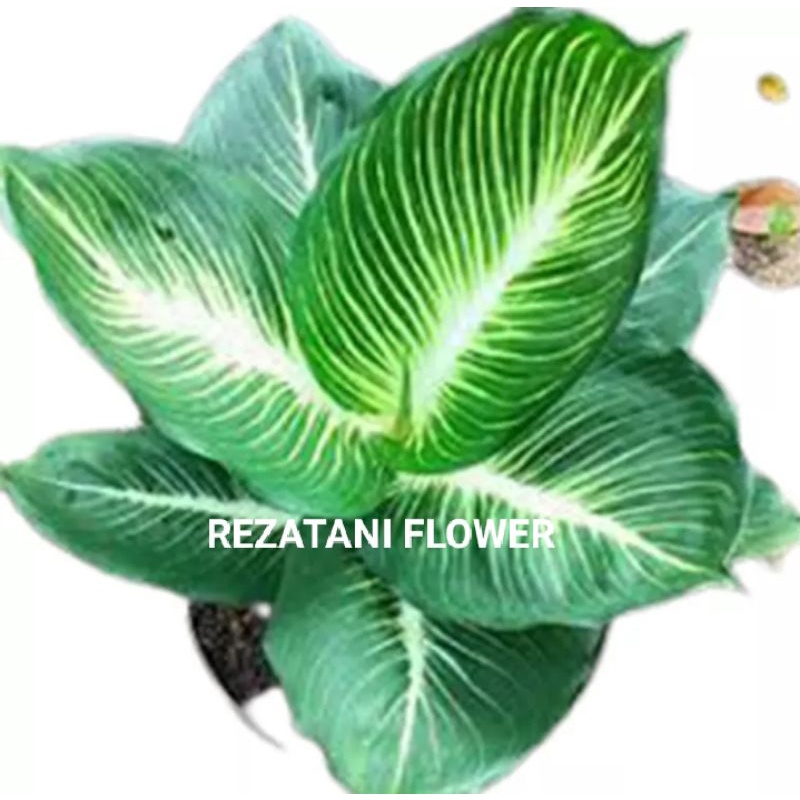 tanaman hias anglonema neon/blanceng neon/blanceng