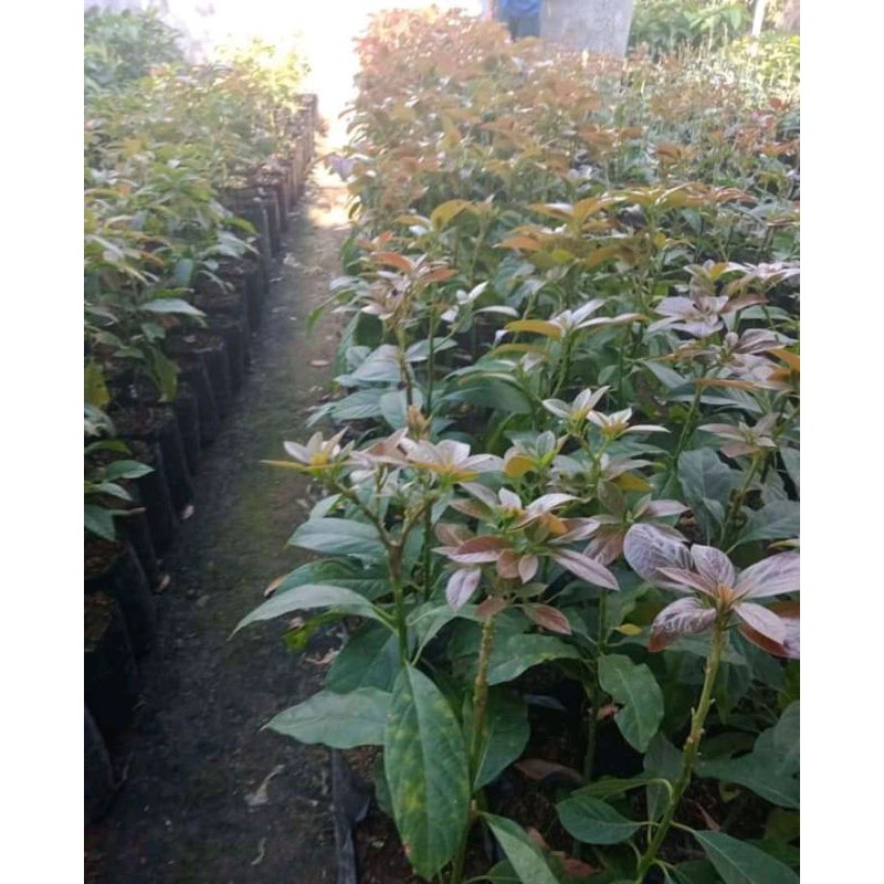 bibit apokat aligator