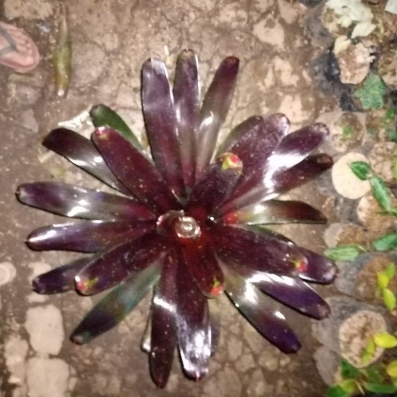 Bromelia new black/bromelia mawar hitam besar