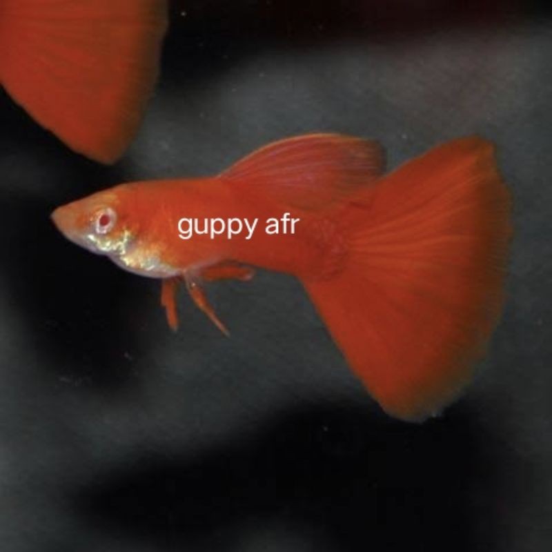 IKAN HIAS GUPPY AFR ALBINO FULL RED