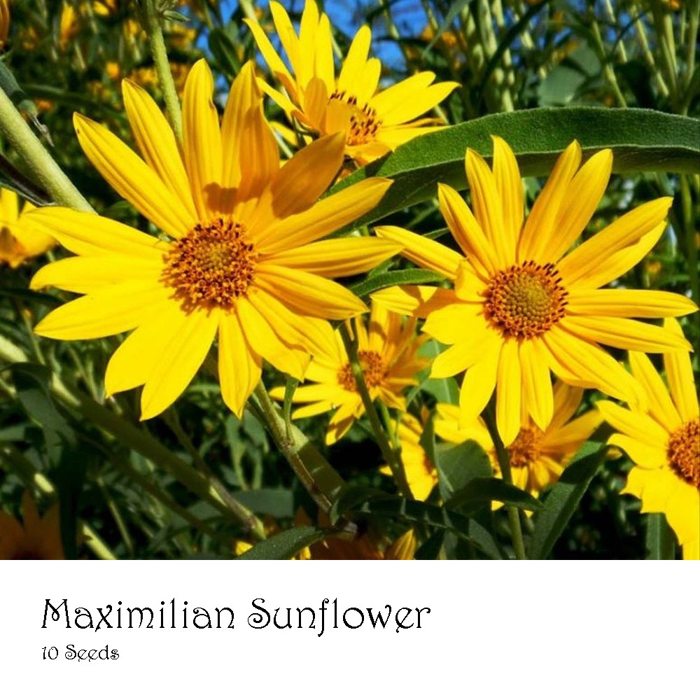PlantaSeed - 10 Seeds - Maximilian Sunflower Biji Bunga - PAS0205