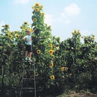 Benih Bibit Biji - Sunflower Skyscraper Bunga Matahari Pencakar Langit Jumbo Raksasa Flower Seeds - IMPORT