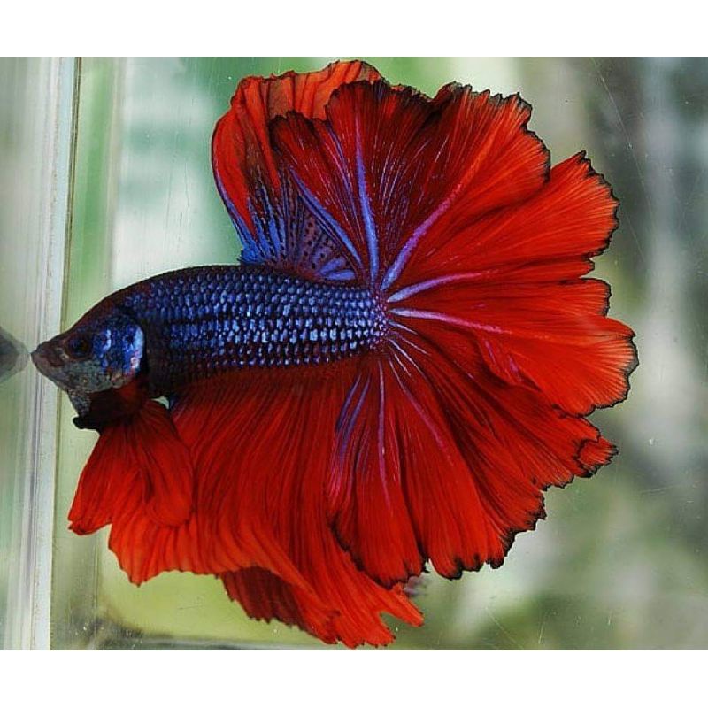 IKAN HIAS CUPANG HALFMOON