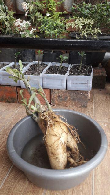 Bibit Bunga Kamboja Jepang Adenium Triple 1 Batang 3 Warna Terbaru 2019