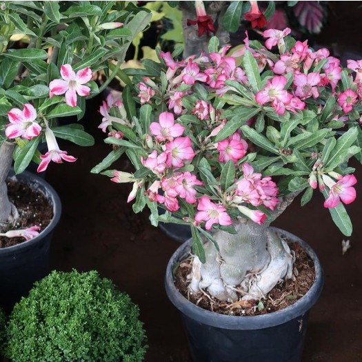 Bunga Murah Tanaman Hias Adenium Bunga Adenium Tumpuk Cantik Adeniun Tumpuk Hasil Grafting