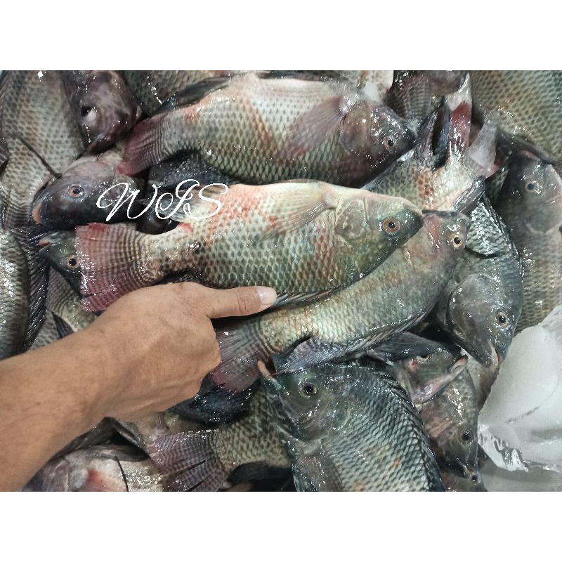 

Ikan nila segar harian (bukan bekuan)