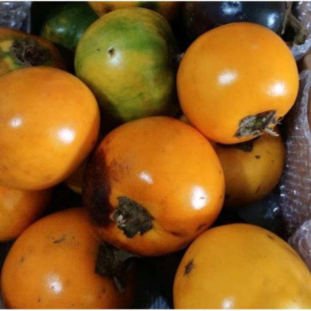 

TERONG ASAM / TERONG ASAM PONTIANAK / TERONG ASAM KALIMANTAN / TERONG ASAM FRESH /SAYURAN KALIMANTAN