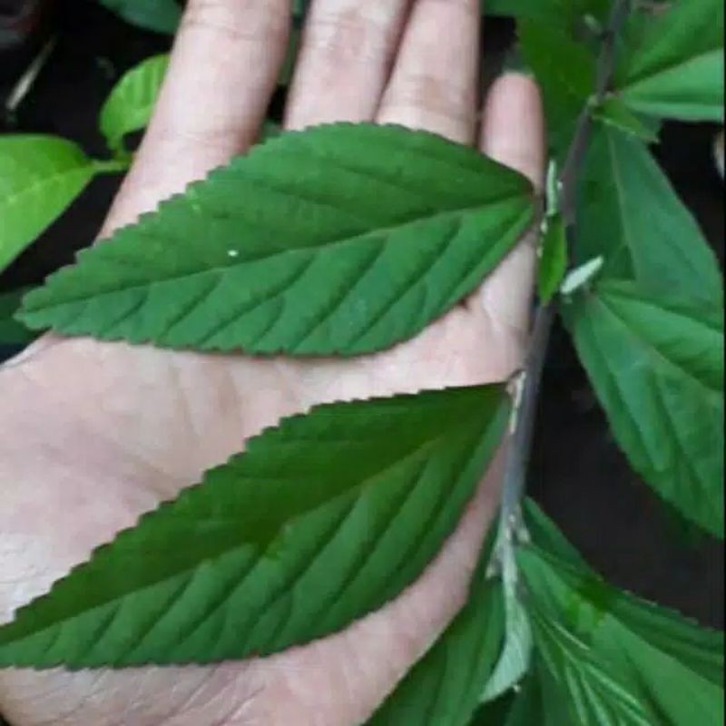 

Daun sidaguri segar Termurah 500 gr