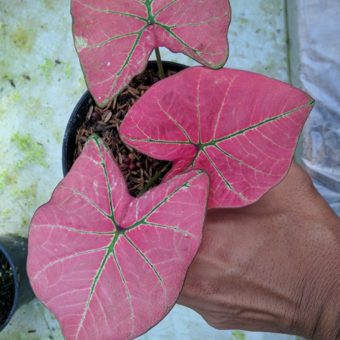 keladi hybrid cantik ori biji kode 527 real pict tanaman hias caladium