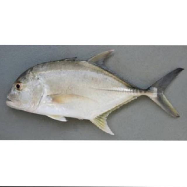 

Ikan Kuwe Kwe Segar Fresh Berkualitas