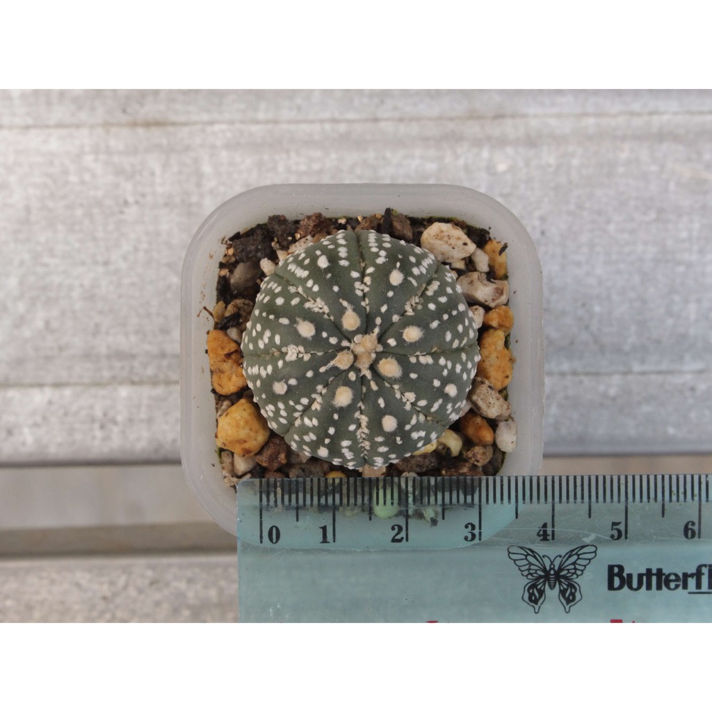 Astrophytum Asterias Super Kabuto - Type E