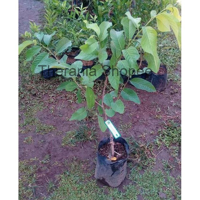 Bibit srikaya merah jumbo okulasi