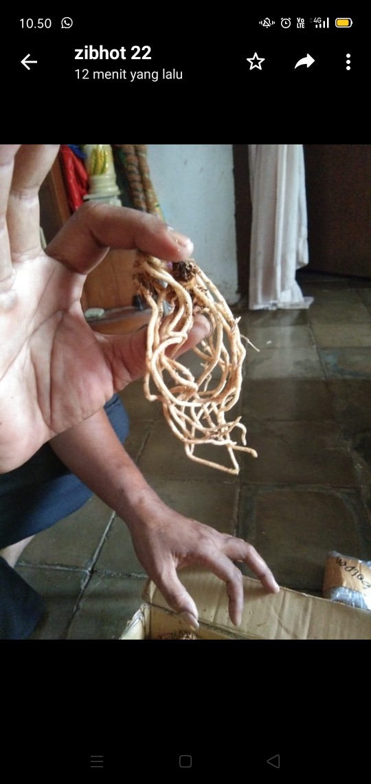 Bonggol Bunga Aglonema Golden Hope