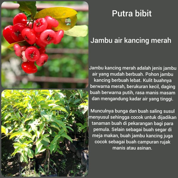 Bibit Jambu Air - Jambu Air Merah - Pohon Jambu Air Kancing Merah