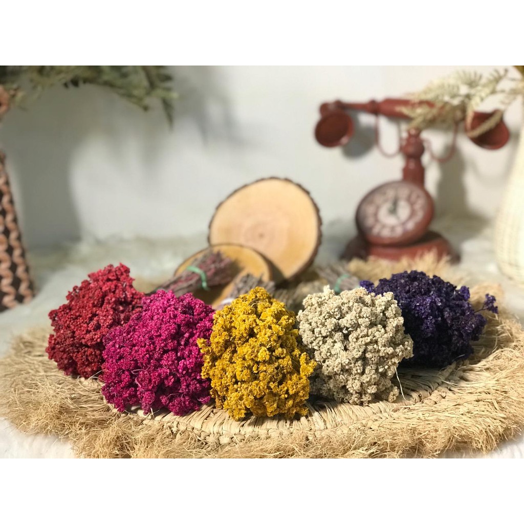 GROSIR BUNGA  KERING  EDELWEIS  Shopee Indonesia