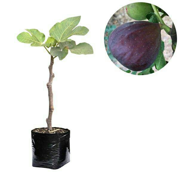 

Bibit Buah Ara / Tin Black Genoa 30-40cm