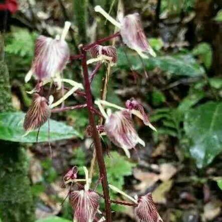 

Angrek hutan natam