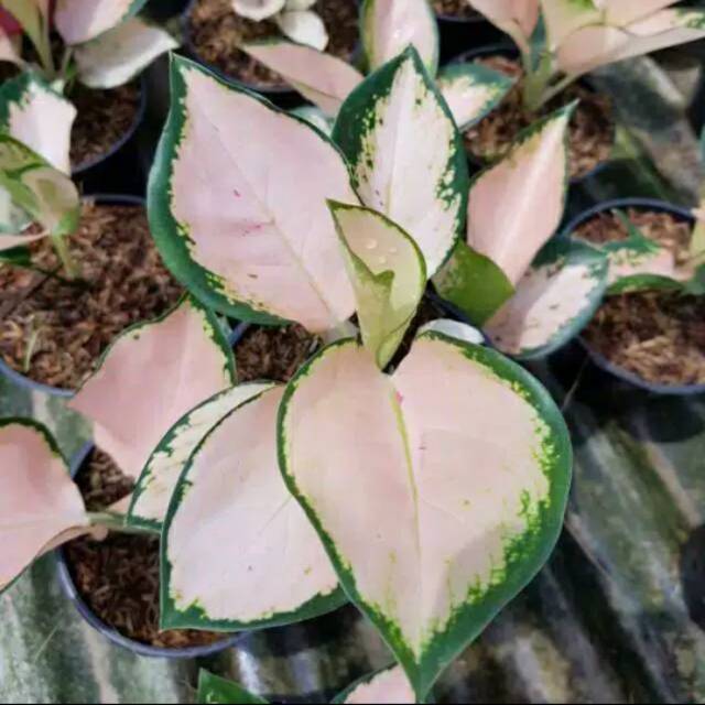 Bibit Bunga Aglonema IMPORT KOCHIN SUTRA