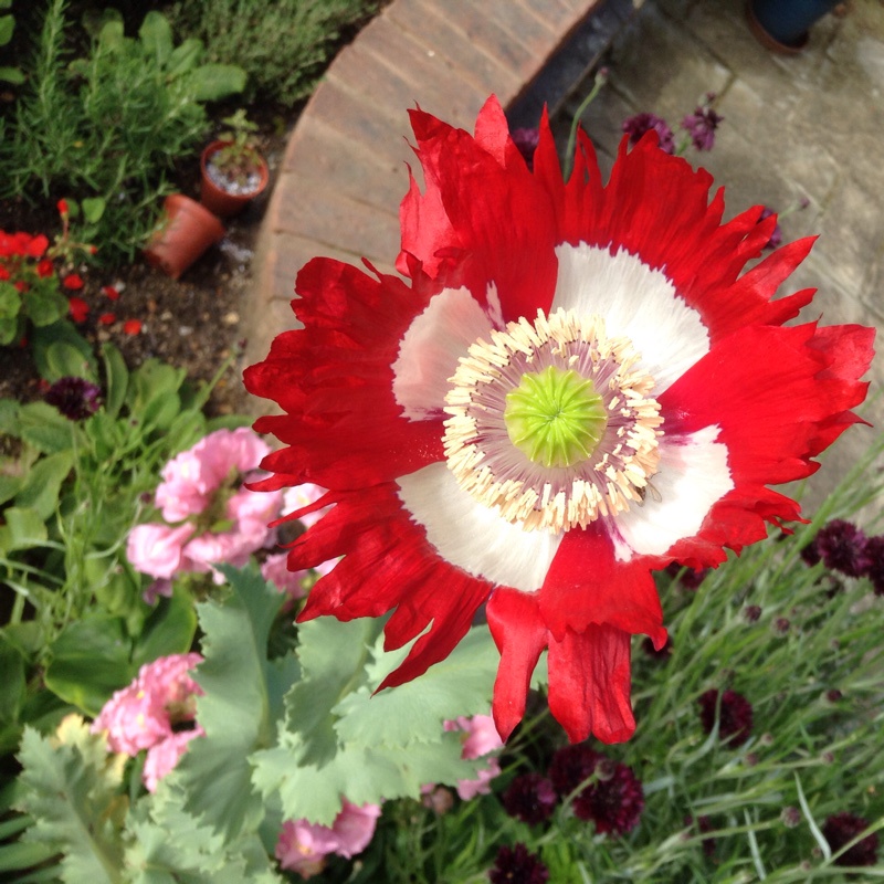 Benih Bibit Biji - Bunga Poppy Papaver Danish Dwarf Flower Seeds - IMPORT