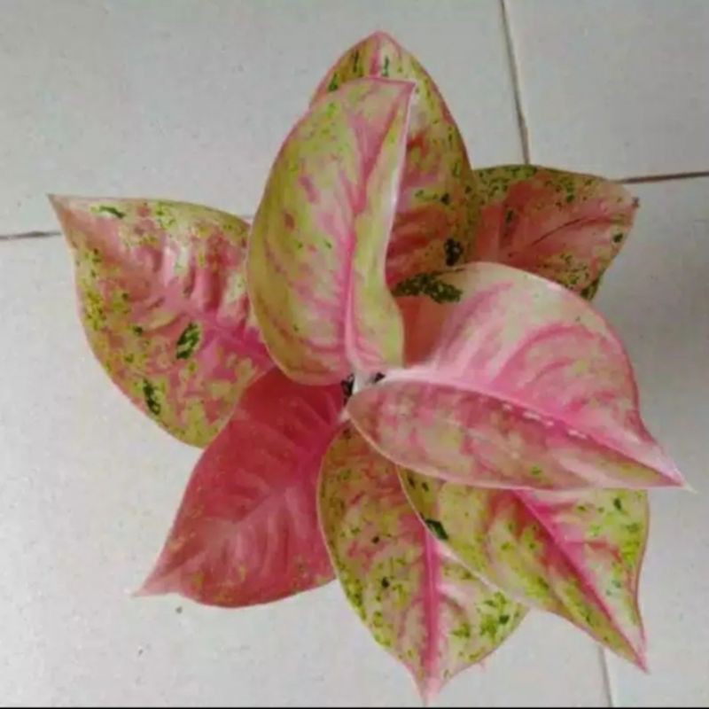 tanaman hias aglonema mahaseti - aglonema mahaseti remaja