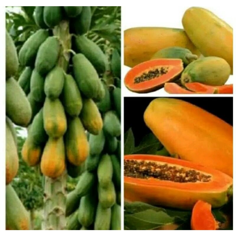 Biji pepaya california (100 butir biji)  kalina benih kates Kalifornia siap semai anam