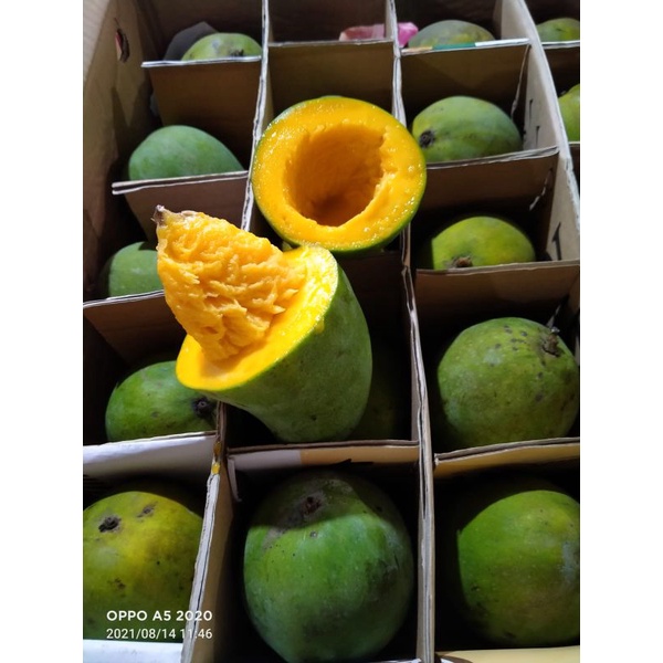 

mangga alpukat 1 dus|mangga harumanis bali|matang pohon|nuri fruits|buah segar|buah segar bandung