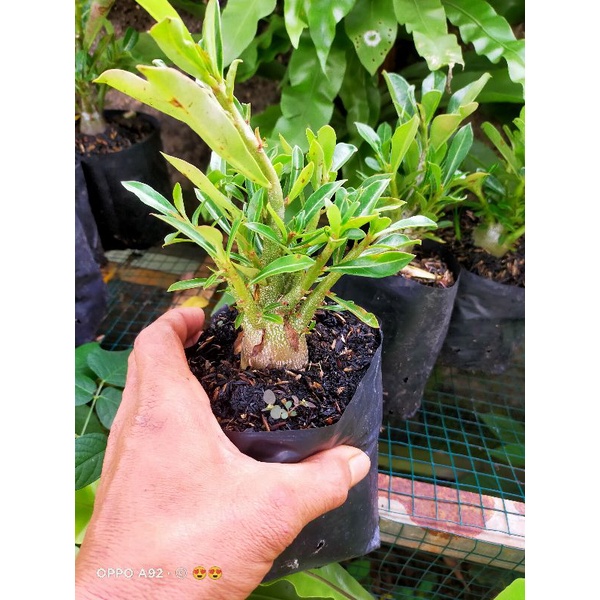 TANAMAN ADENIUM CABSER/adenium cabang seribu