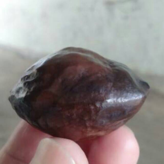 Muncang adu Kaliwiro Ori matang