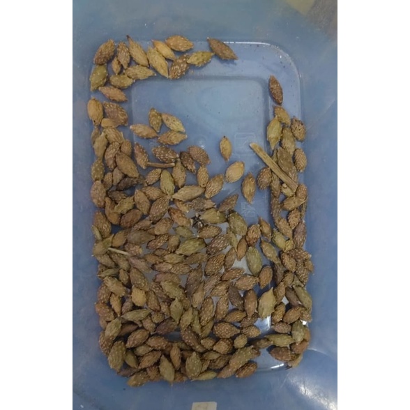 

Cang Er Zi - Fructus Xanthii - Xanthium Fruit