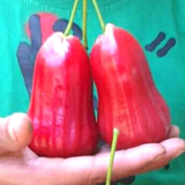 Bibit Jambu Citra Jumbo