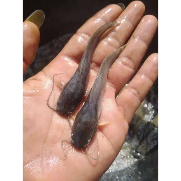Bibit ikan Lele Sangkuriang / Mutiara Ukuran 8-9 cm Kualitas Grade A