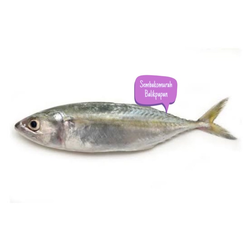 

ikan kembung segar 1kg