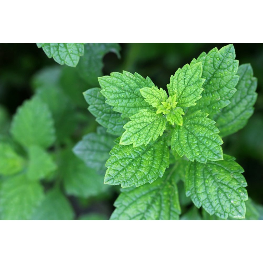 Bibit Lemon Balm Mint/ Tanaman Mint/Lemon Balm Mint