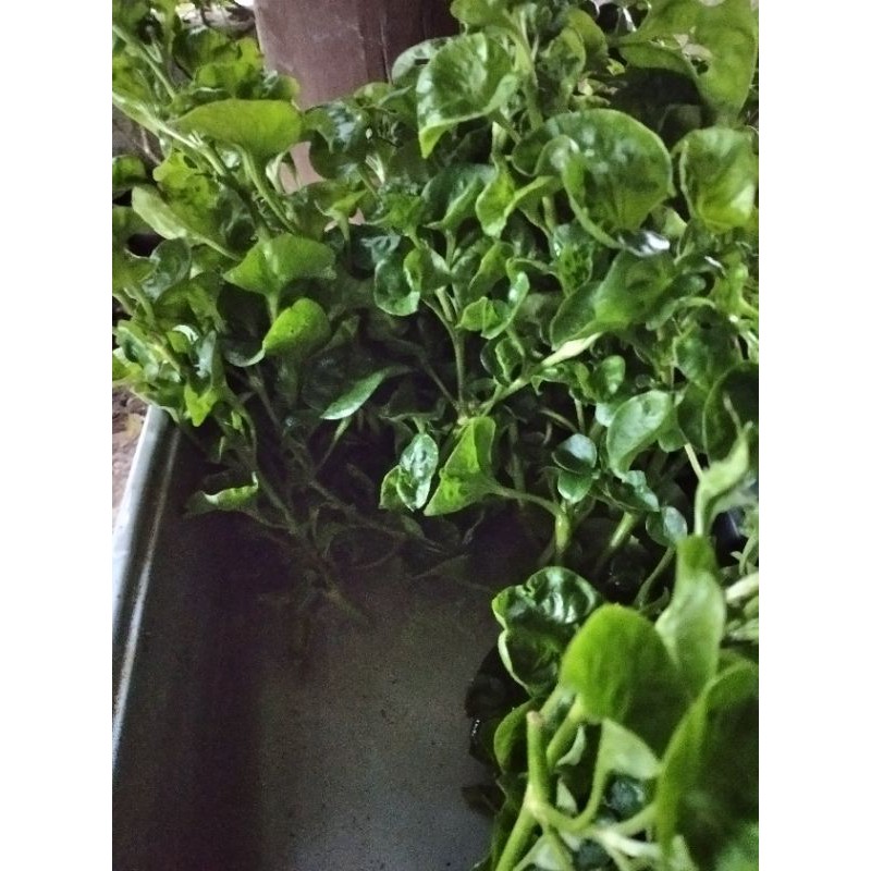 BIBIT STEK BAYAM BRAZIL