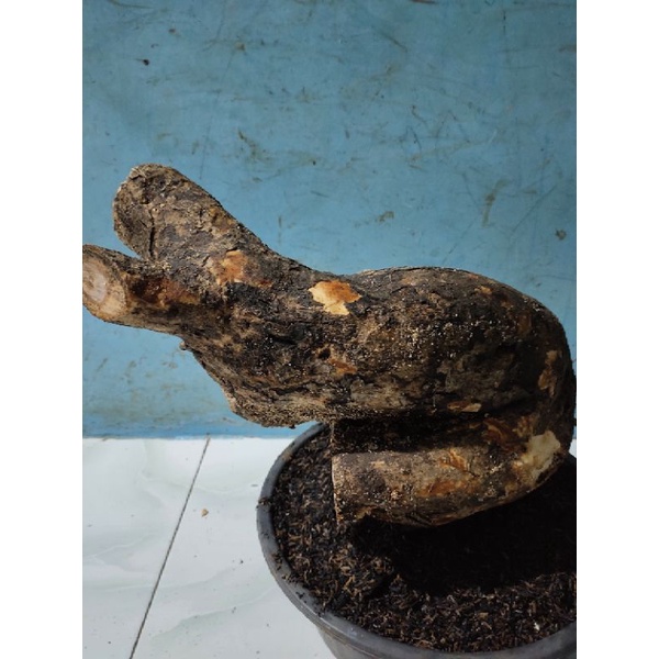 wareng bintang jumbo