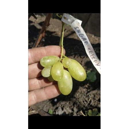Bibit Anggur Import Sugar crispy ningrat